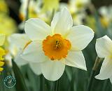 Daffodil 8R86D-05
